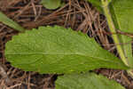 Carolina false vervain